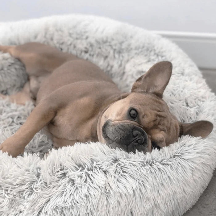 Donut Dog Bed - Ascent Pets
